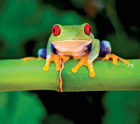 7 Awesome Frog Species of the Tropics | Britannica