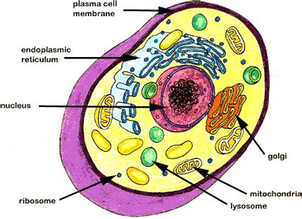 Plant and Animal Cells - Labeled Graphics