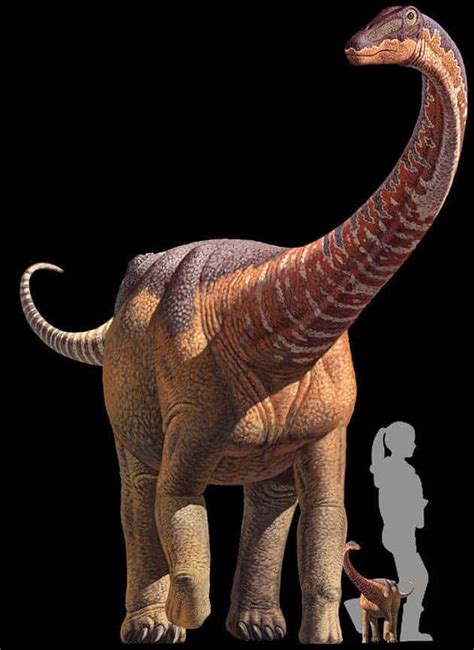 Sauropod Size Comparison