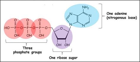 ATP structure + function