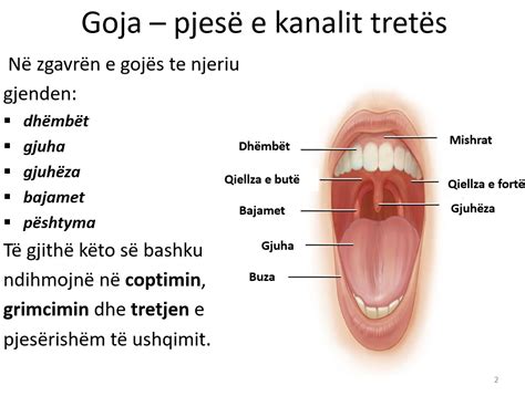 Goja – pjesë e kanalit tretës | Arsimi Gjitheperfshires