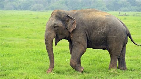 Elephants: Earth's Largest Living Land-Animals | Plugon