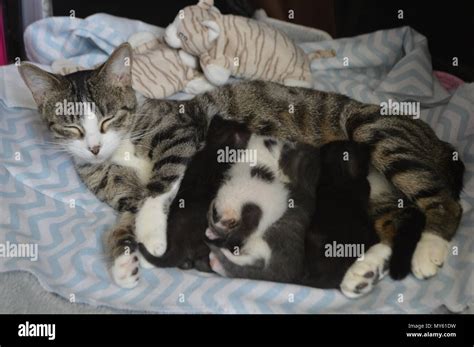 Mother cat nursing kittens Stock Photo - Alamy