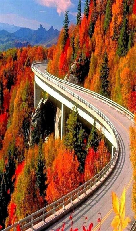 Fall Colors on Blue Ridge Parkway - Colorful leaves of trees