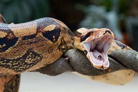 Boa Constrictor - Connecticut's Beardsley Zoo