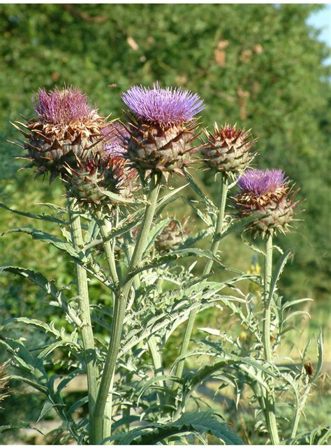 Cynara | Cynara cardunculus - The Beth Chatto Gardens