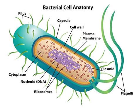 Prokaryotic Cell - Definition, Examples & Structure | Biology Dictionary