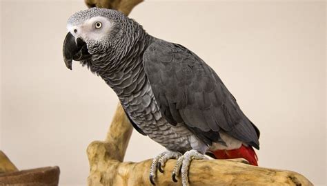 African Grey Parrot Breeding