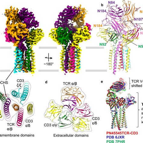 CryoEM structures of TCR-CD3 complexes with MAGEA4 pMHC a cryoEM map of ...