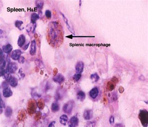 Macrophage Histology