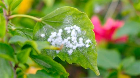 How to Identify and Control Woolly Aphids (Complete Guide)