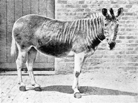 Today in History: The world's last quagga dies in a zoo in Amsterdam ...