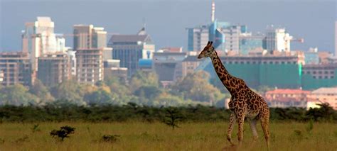 Nairobi National Park | Kenya wildlife Safari Tours | Kenya National Parks