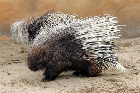 Cape porcupine - Alchetron, The Free Social Encyclopedia