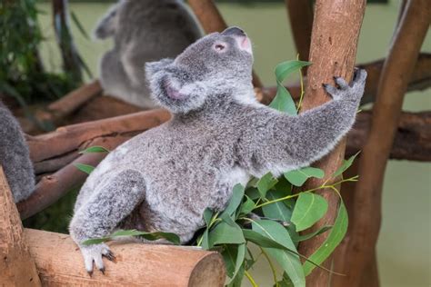 Baby koala climbing a tree stock image. Image of marsupial - 49655521