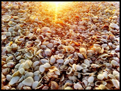 Sea Shells and Salespeople – Sean Carpenter