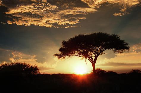 Acacia Tree At Sunset #1 by Buena Vista Images