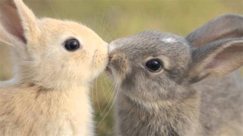 Animals in Love - Cute Animals Expressing Feelings