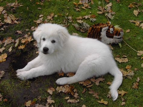 Maremma Sheepdog Info, Temperament, Training, Puppies, Pictures