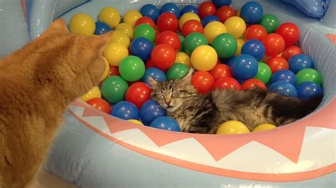 10 Cats playing in a pool of colorful balls - Life With Cats