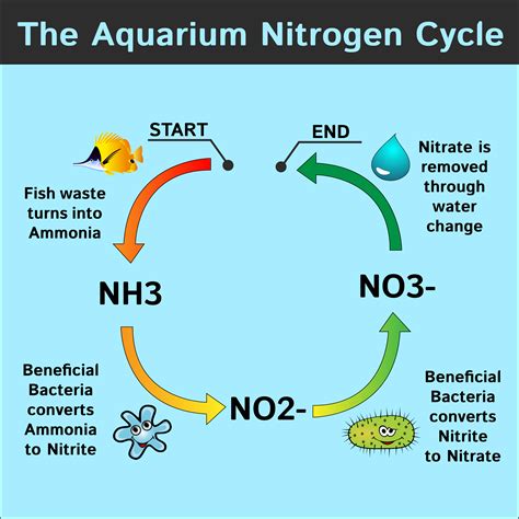 How To Fishless Cycle a Tank With Ammonia (Complete Guide) | Freshwater ...