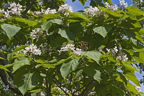 Hardy Flowering Trees: Choosing Flowering Trees For Zone 6 Gardens