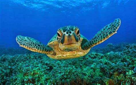 hawksbill+sea+turtle | Hawksbill sea turtle | Endangered Species ...