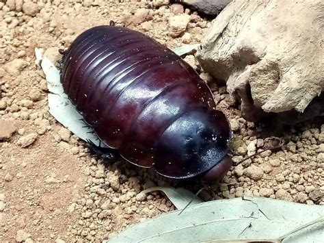 Giant Burrowing Cockroach — THE INSECTORY