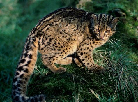 Marbled Cat (Pardofelis marmorata). Conservation Status: Vulnerable to ...