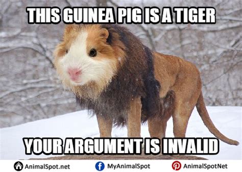 Guinea Pig Memes