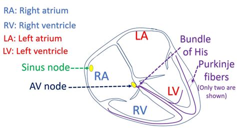 What do you mean by bundle of His and Purkinje fibres? – All About ...