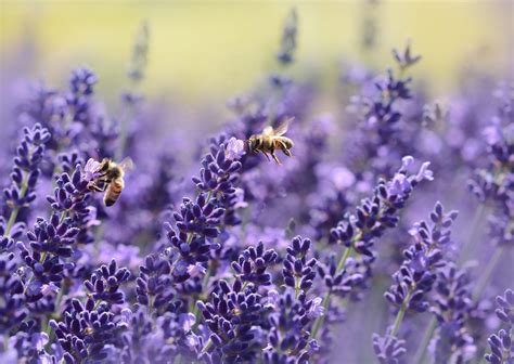 Linalool Terpene Effects & Benefits + High Linalool Strains