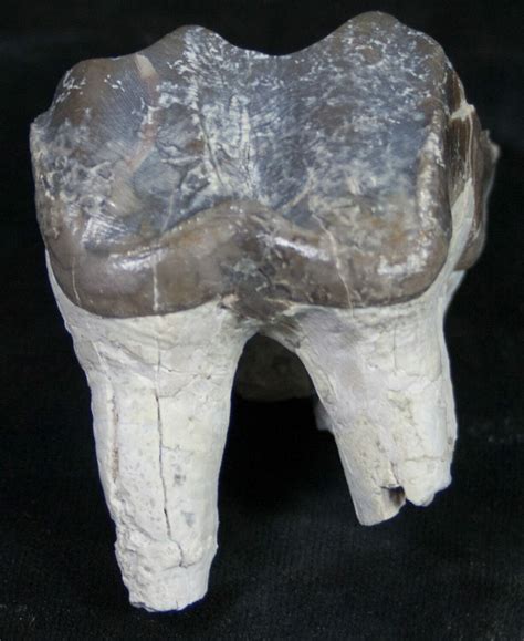 Fossil Brontotherium (Titanothere) Molar - South Dakota (#8854) For ...