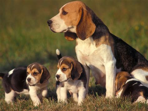 Rules of the Jungle: Beagle puppies