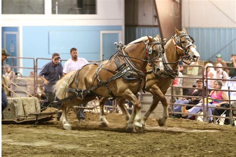 draft horse pulling contest (team 1) | Ken Bergman | Flickr