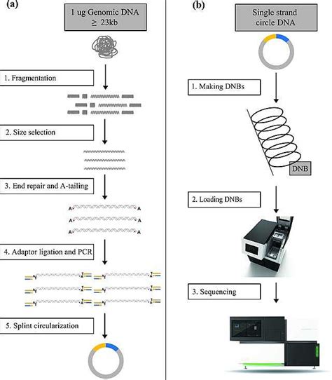 DNA nanoball sequencing - Wikiwand