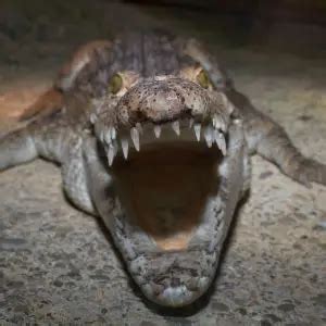 Philippine Crocodile - Facts, Diet, Habitat & Pictures on Animalia.bio