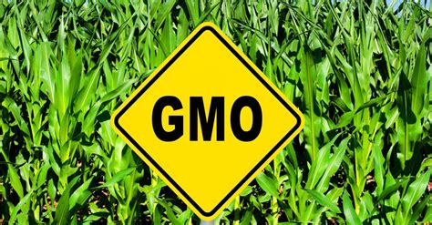 New England Journal of Medicine article calls for labeling of GM foods