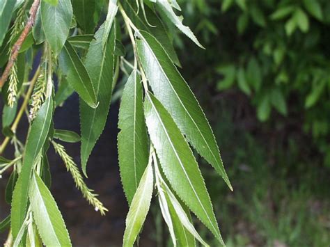 Black Willow (Salix nigra) - Great Plains Nursery