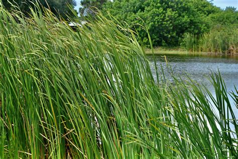 Common Cattails