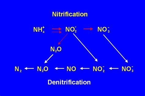 What is the function of denitrifying bacteria in the nitrogen cycle ...