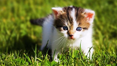 Baby Kitten Wallpapers - Wallpaper Cave