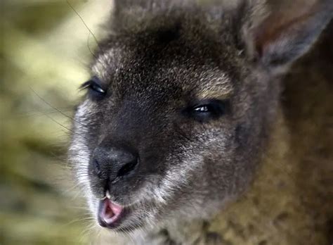 Adorable Baby Wallabies Hopping Towards Your Heart