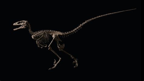 Sold! Dinosaur skeleton that inspired Velociraptors from 'Jurassic Park ...