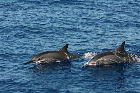 Tracking Dolphins With Algorithms You Might Find on Facebook - The New ...