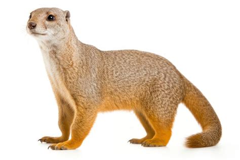 Egyptian mongoose wildlife animal mammal. | Free Photo - rawpixel