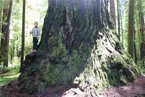 Jedediah Smith Redwoods State Park: Redwood Adventures | Trekaroo