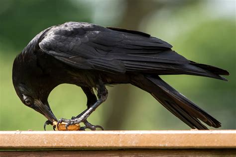 How To Attract Crows To Make Your Garden Pest Free