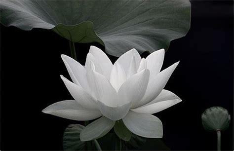 Black and White and no red | White lotus flower, White lotus, Flowers