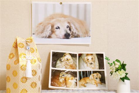 Planning A DIY Pet Funeral : Everything You Need To Know – Titan Casket